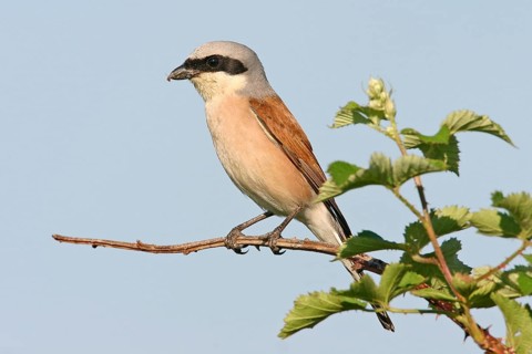 Red-backed shrike, red-backed shrike, thorn-backed shrike, family of shrikes, (Lanius collurio),