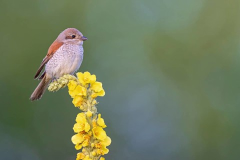 Red-backed shrike, red-backed shrike, thorn-backed shrike, family of shrikes, (Lanius collurio),