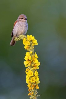 Red-backed shrike, red-backed shrike, thorn-backed shrike, family of shrikes, (Lanius collurio),