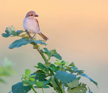 Red-backed shrike, red-backed shrike, thorn-backed shrike, family of shrikes, (Lanius collurio),