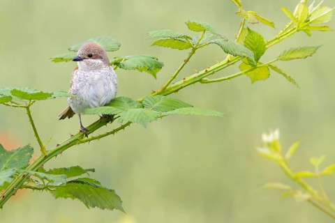 Red-backed shrike, red-backed shrike, thorn-backed shrike, family of shrikes, (Lanius collurio),