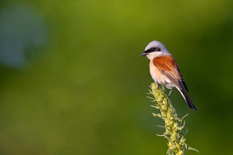 Red-backed shrike, red-backed shrike, thorn-backed shrike, family of shrikes, (Lanius collurio),
