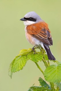 Red-backed shrike, red-backed shrike, thorn-backed shrike, family of shrikes, (Lanius collurio),