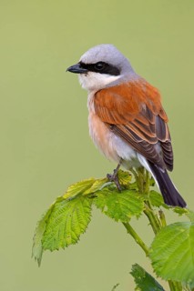 Red-backed shrike, red-backed shrike, thorn-backed shrike, family of shrikes, (Lanius collurio),