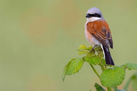 Red-backed shrike, red-backed shrike, thorn-backed shrike, family of shrikes, (Lanius collurio),