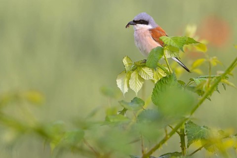 Red-backed shrike, red-backed shrike, thorn-backed shrike, family of shrikes, (Lanius collurio),