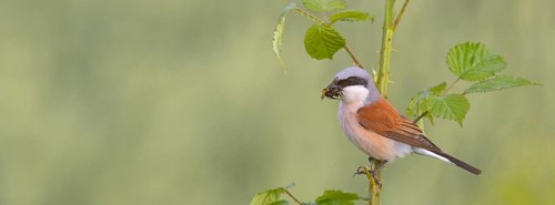 Red-backed shrike, red-backed shrike, thorn-backed shrike, family of shrikes, (Lanius collurio),