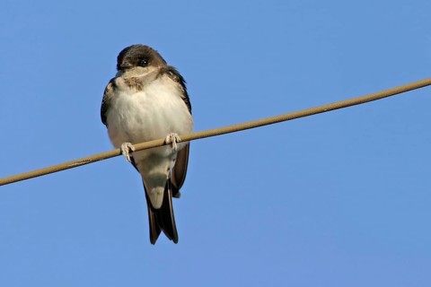 House Martin, Town Swallow, common house martin (Delichon urbica), Black Sea coast, Lesbos Island,