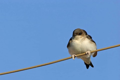 House Martin, Town Swallow, common house martin (Delichon urbica), Black Sea coast, Lesbos Island,