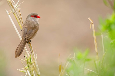 Wave-astrild, (Estrolda astrild), family of the splendid finches, Garden Route National Park,
