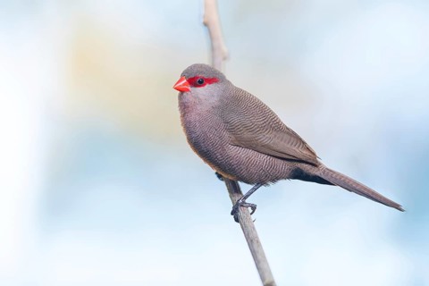 Wave-astrild, (Estrolda astrild), family of the splendid finches, Garden Route National Park,
