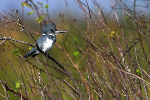 Belted kingfisher (Megaceryle alcyon), kingfisher on perch, Lake Kissimmee, Osceola County,