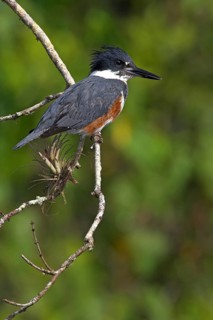 Belted kingfisher (Megaceryle alcyon), kingfisher on perch, Lake Kissimmee, Osceola County,