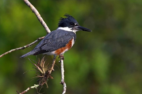 Belted kingfisher (Megaceryle alcyon), kingfisher on perch, Lake Kissimmee, Osceola County,