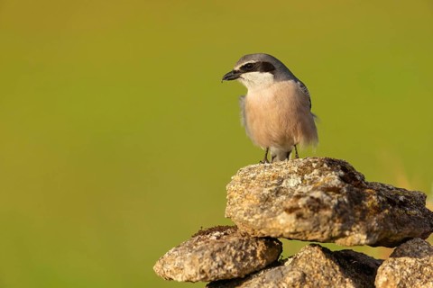 Great grey shrike (Lanius excubitor), Mediterranean Great Grey Shrike, Great Grey Shrike subspecies