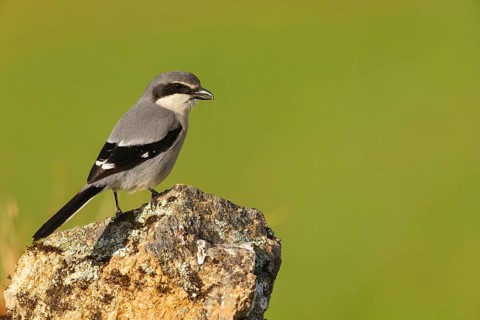 Great grey shrike (Lanius excubitor), Mediterranean Great Grey Shrike, Great Grey Shrike subspecies