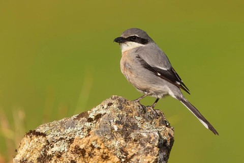 Great grey shrike (Lanius excubitor), Mediterranean Great Grey Shrike, Great Grey Shrike subspecies