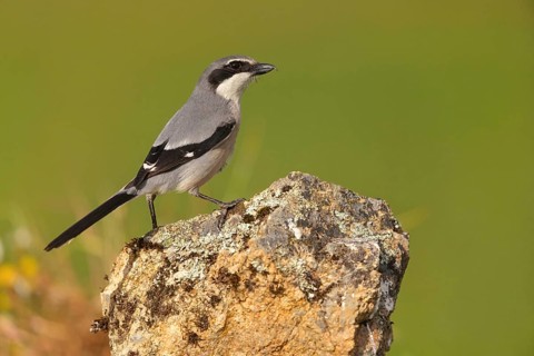 Great grey shrike (Lanius excubitor), Mediterranean Great Grey Shrike, Great Grey Shrike subspecies