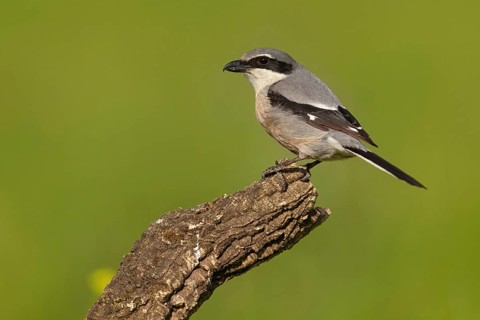 Great grey shrike (Lanius excubitor), Mediterranean Great Grey Shrike, Great Grey Shrike subspecies