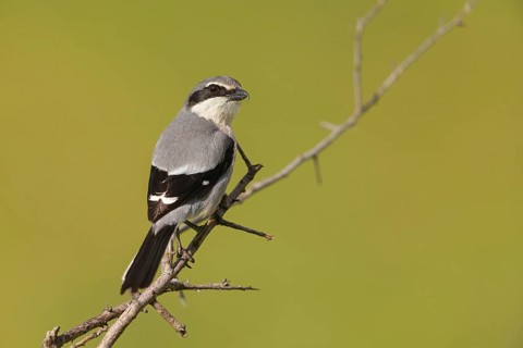 Great grey shrike (Lanius excubitor), Mediterranean Great Grey Shrike, Great Grey Shrike subspecies