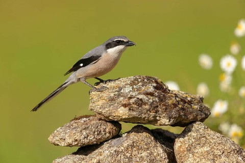 Great grey shrike (Lanius excubitor), Mediterranean Great Grey Shrike, Great Grey Shrike subspecies
