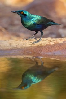 Lesser blue-eared starling (Lamprotornis chloropterus), Tendaba camp / Tendaba photo hid, Kwinella,