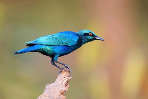 Lesser blue-eared starling (Lamprotornis chloropterus), Tendaba camp / Tendaba photo hid, Kwinella,