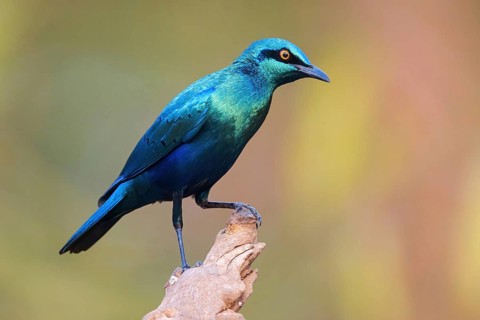 Lesser blue-eared starling (Lamprotornis chloropterus), Tendaba camp / Tendaba photo hid, Kwinella,