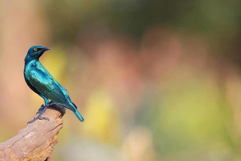 Lesser blue-eared starling (Lamprotornis chloropterus), Tendaba camp / Tendaba photo hid, Kwinella,