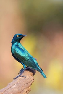 Lesser blue-eared starling (Lamprotornis chloropterus), Tendaba camp / Tendaba photo hid, Kwinella,