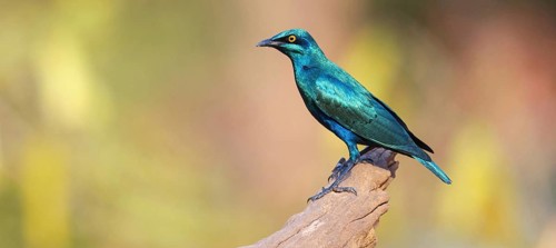 Lesser blue-eared starling (Lamprotornis chloropterus), Tendaba camp / Tendaba photo hid, Kwinella,