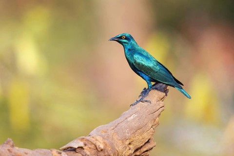 Lesser blue-eared starling (Lamprotornis chloropterus), Tendaba camp / Tendaba photo hid, Kwinella,