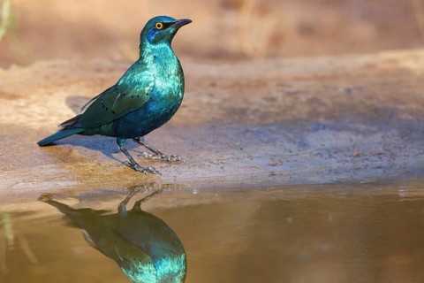 Lesser blue-eared starling (Lamprotornis chloropterus), Tendaba camp / Tendaba photo hid, Kwinella,