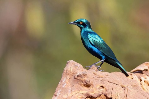 Lesser blue-eared starling (Lamprotornis chloropterus), Tendaba camp / Tendaba photo hid, Kwinella,
