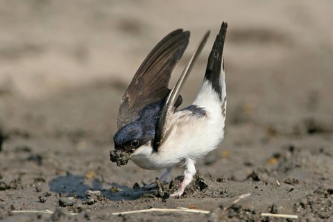 House Martin, Town Swallow, common house martin (Delichon urbica), Black Sea coast, Lesbos Island,