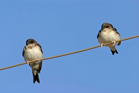House Martin, Town Swallow, common house martin (Delichon urbica), Black Sea coast, Lesbos Island,