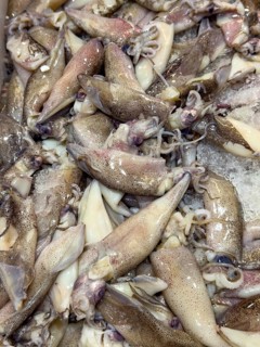 Display of fish caught European squid (Loligo vulgaris) European squid fish fresh fish squid on ice