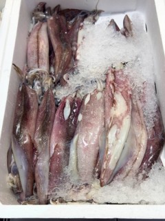 Display of fishing caught Californian squid (Loligo opalalescens) fish fresh fish squid on ice in
