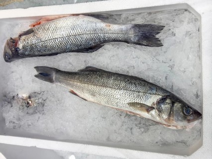Display of fish caught whole fish European bass (Dicentrarchus labrax) also sea bass Loup de Mer