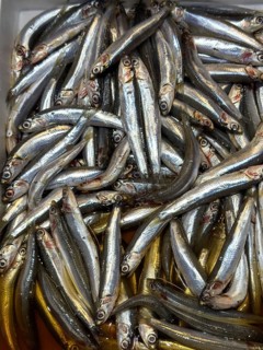 Display of fish caught whole fish whole fish fresh fish European anchovy (Engraulis encrasicolus)