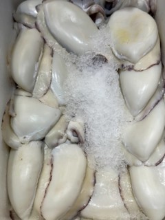 Display of freshly caught fish Fresh fish common cuttlefish (Sepia officinalis) Cuttlefish without