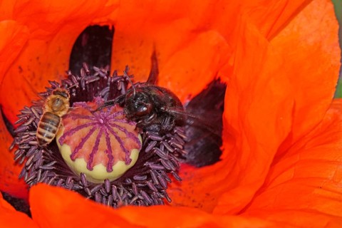 Picturesque poppy flower, bee and wood bee, May, Germany, Europe
