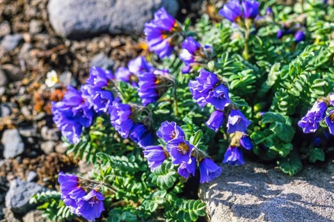 Northern Jacob's-ladder (Polemonium boreale) flowering in the Arctic, Svalbard