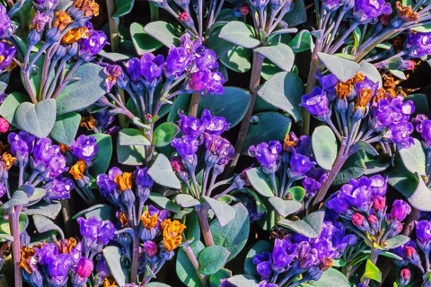 Oyster plant (Mertensia maritima) a flowering plant in the Arctic, Svalbard