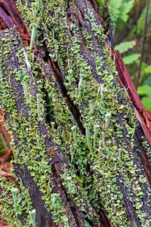 Trumpet cup lichen (Cladonia fimbriata) on a tree stump