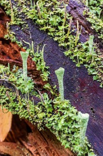 Trumpet cup lichen (Cladonia fimbriata) on a tree stump