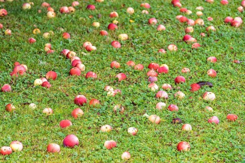 Fallen red apples on the lawn in a garden