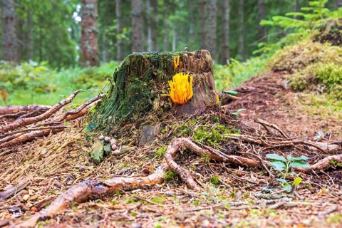 Yellow stagshorn (Calocera viscosa) fungus growing on a tree stump in a spruce forest