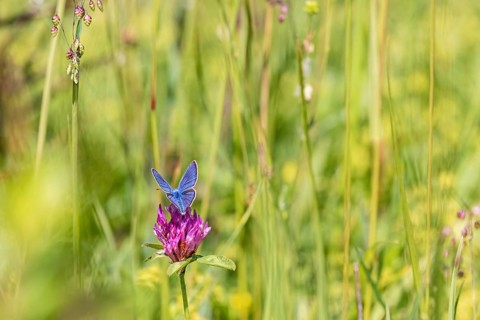 Mazarine blue butterfly (Cyaniris semiargus) on a flowering Red clover (Trifolium pratense) flower
