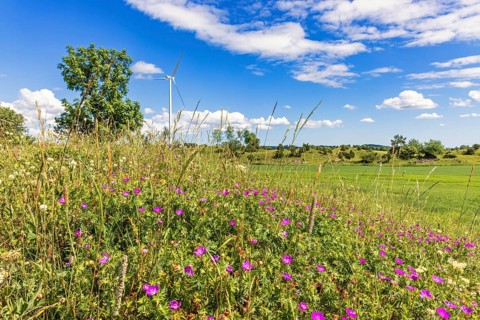 Flowering meadow with Bloody cranesbill (Geranium sanguineum) wildflowers in rural landscape